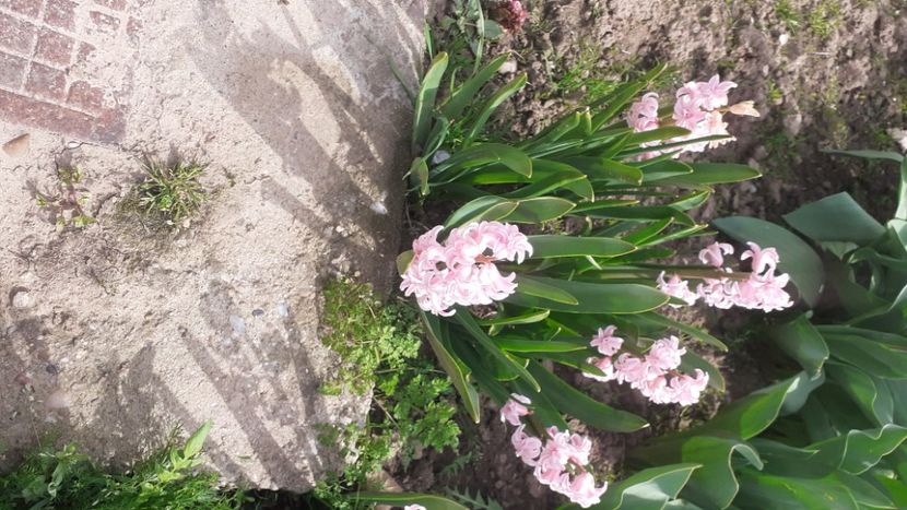  - Poze florii