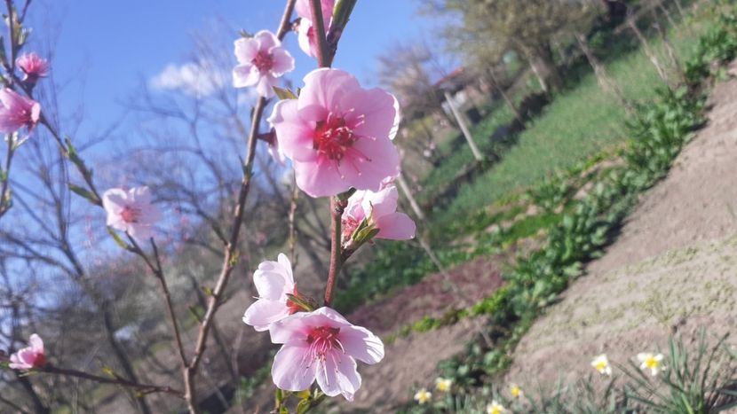  - Poze florii