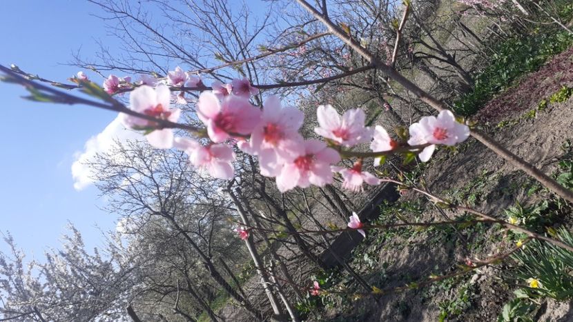  - Poze florii