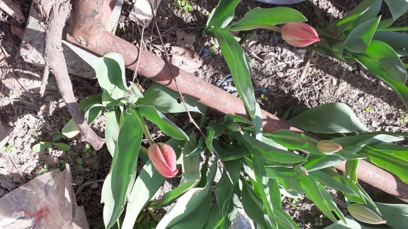  - Poze florii
