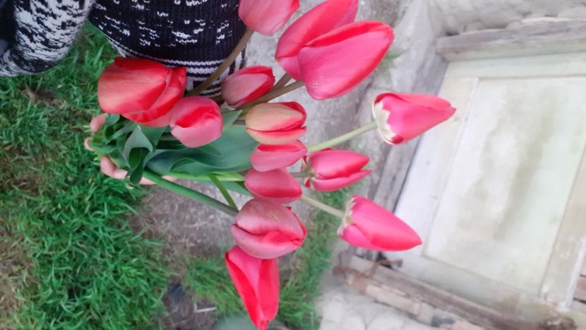  - Poze florii