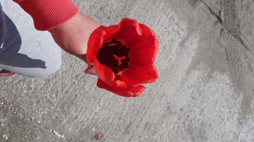  - Poze florii