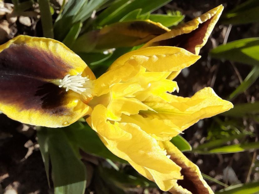 Iris Pumila "Eye Bright" - Iris pumila