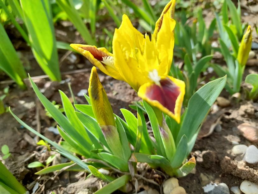 Iris Pumila "Eye Bright" - Iris pumila