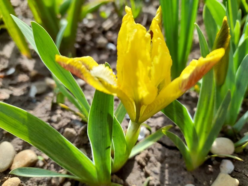 Iris Pumila "Eye Bright" - Iris pumila