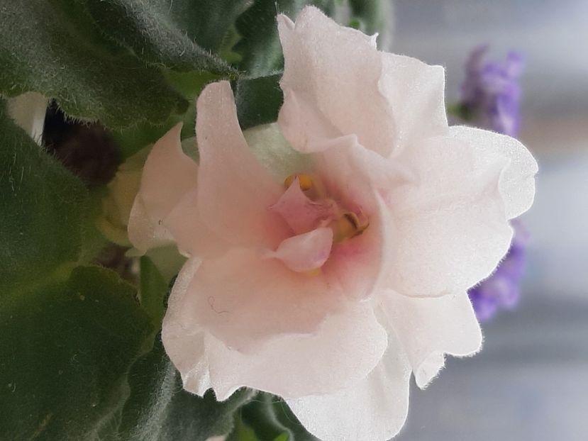  - violete