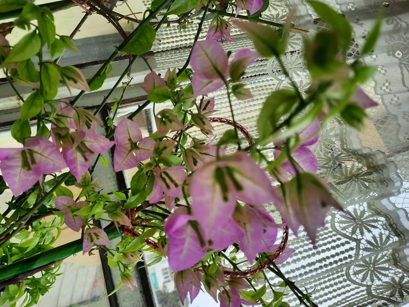  - Bougainvillea