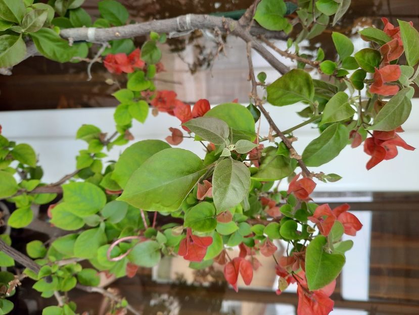  - Bougainvillea
