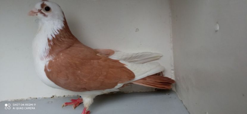  - jucatori de galati pe galben