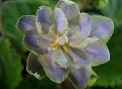 Mirror Image  10 lei - AA Poze net