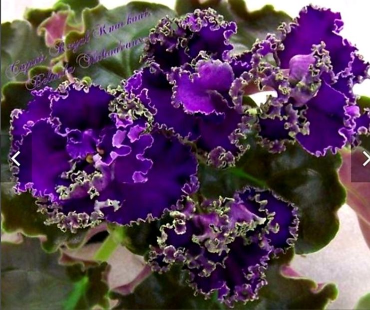 Cajun-s Royal Knockout - AA Poze net