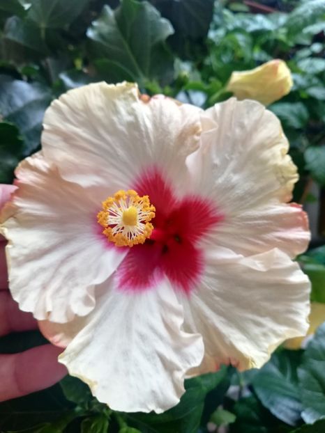  - Hibiscus Boreas White