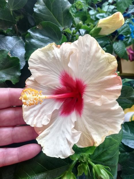  - Hibiscus Boreas White