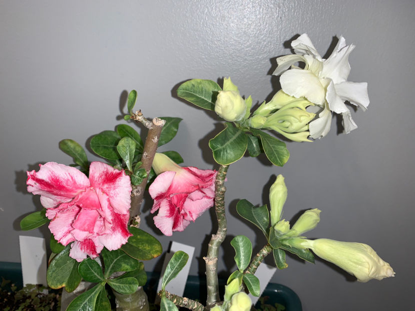  - Plante de interior 2021