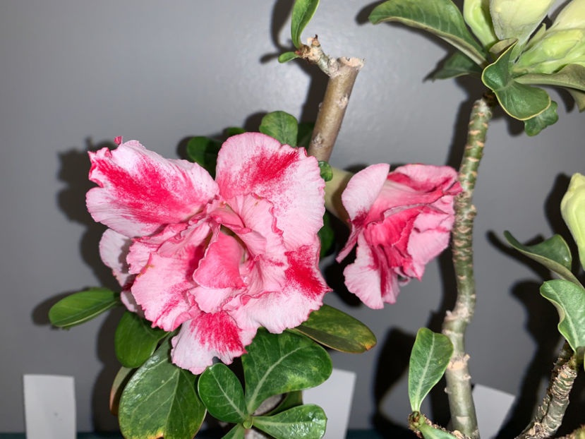  - Plante de interior 2021