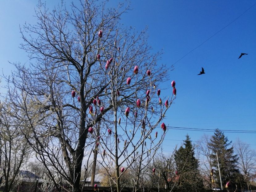  - Primavara 2021_2022_2023