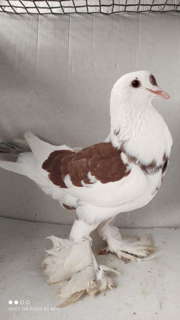 F 2020 - Por tapalagosi