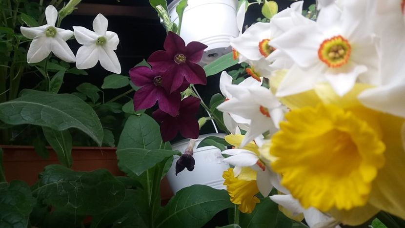  - Linişte şi flori