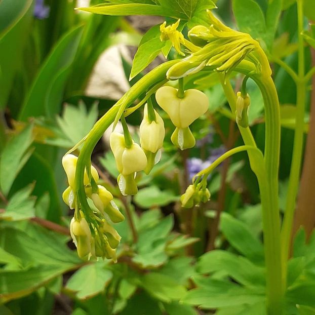  - 002Flori de primăvară 2021