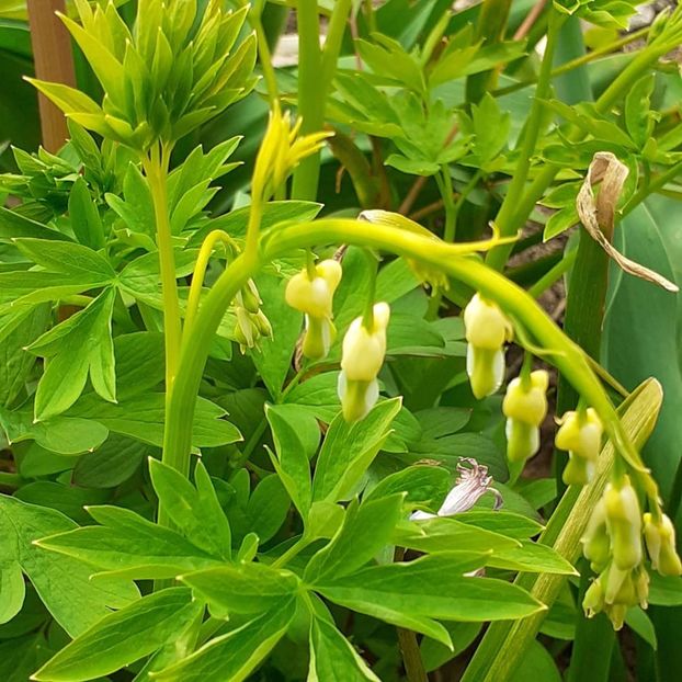  - 002Flori de primăvară 2021