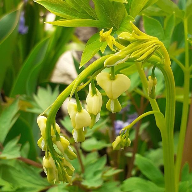  - 002Flori de primăvară 2021