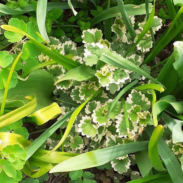  - 002Flori de primăvară 2021