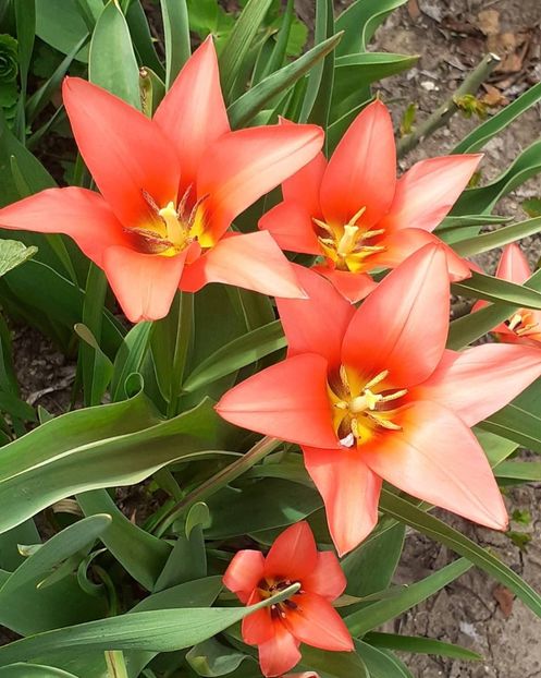  - 002Flori de primăvară 2021