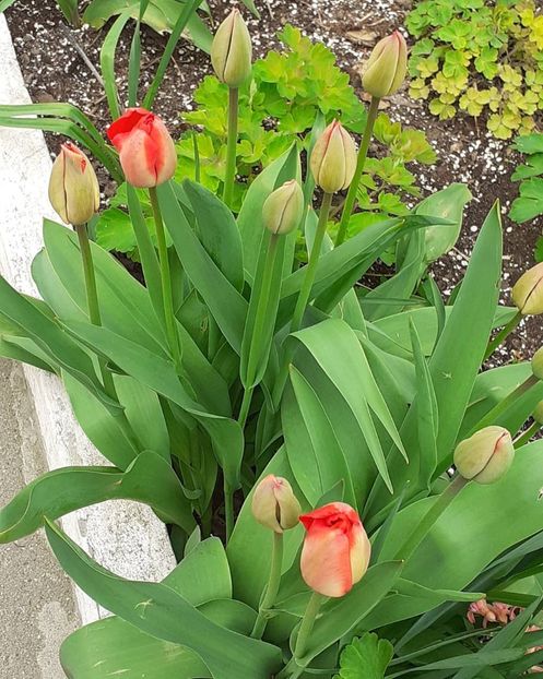  - 002Flori de primăvară 2021