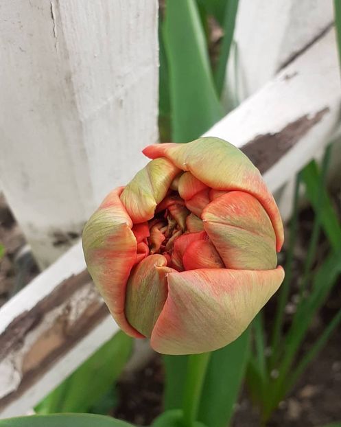  - 002Flori de primăvară 2021