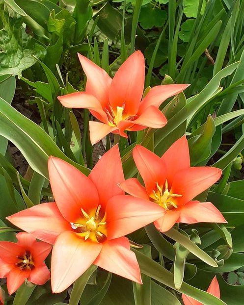  - 002Flori de primăvară 2021