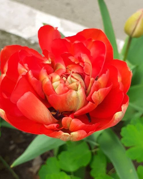  - 002Flori de primăvară 2021