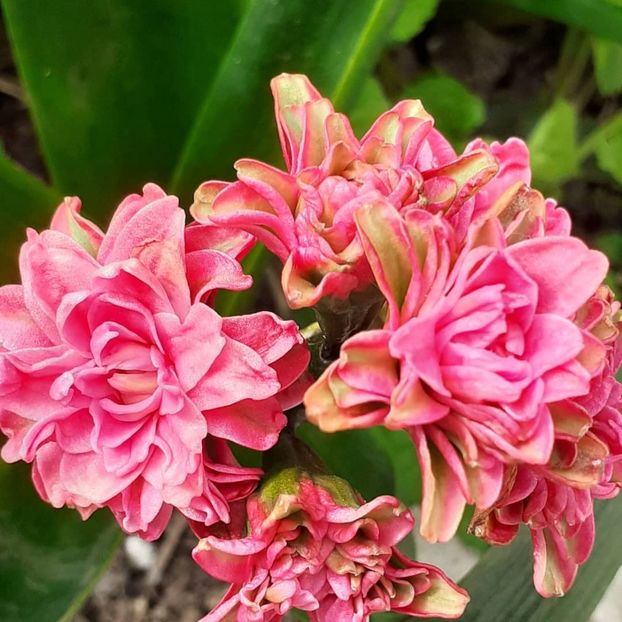  - 002Flori de primăvară 2021