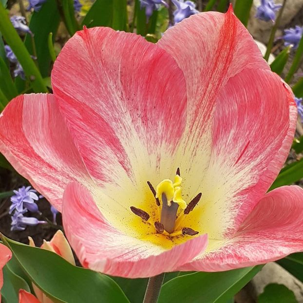  - 002Flori de primăvară 2021