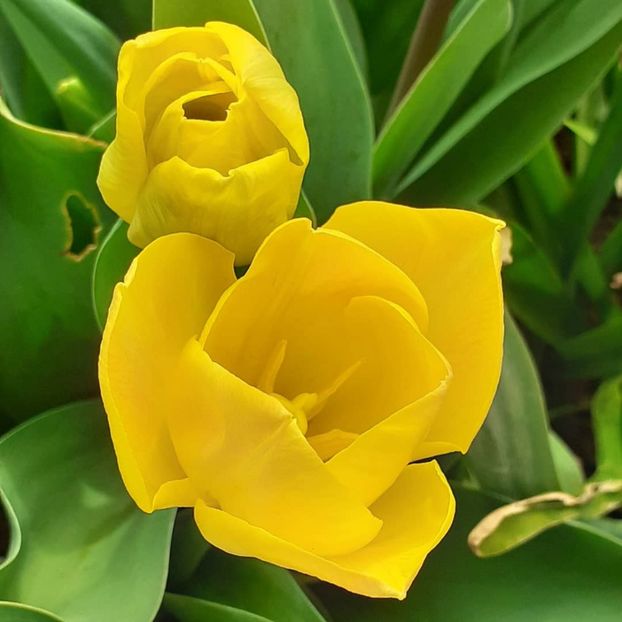  - 002Flori de primăvară 2021