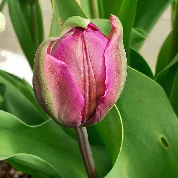  - 002Flori de primăvară 2021