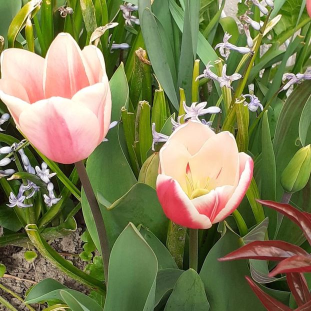  - 002Flori de primăvară 2021