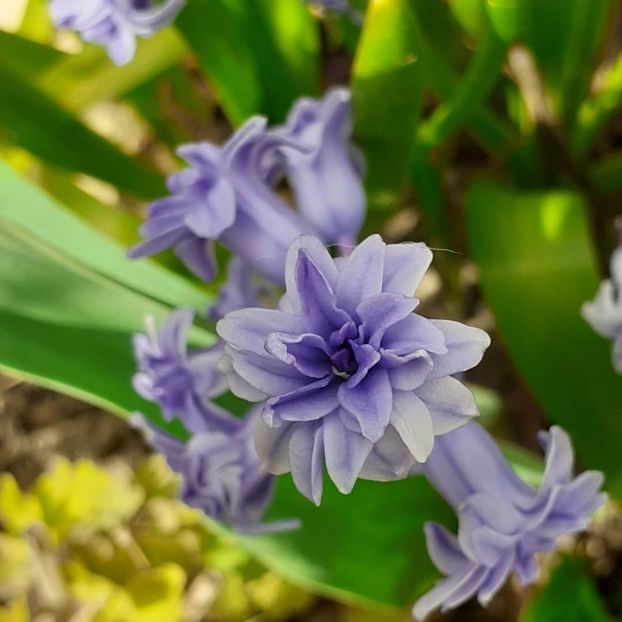  - 002Flori de primăvară 2021