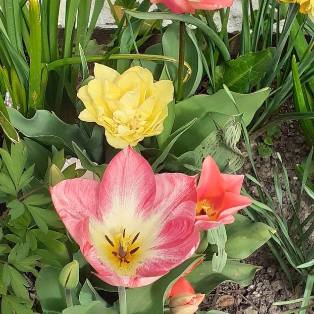  - 002Flori de primăvară 2021