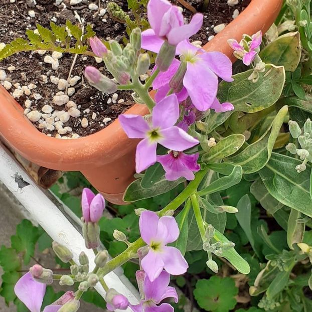  - 002Flori de primăvară 2021