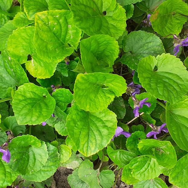  - 002Flori de primăvară 2021