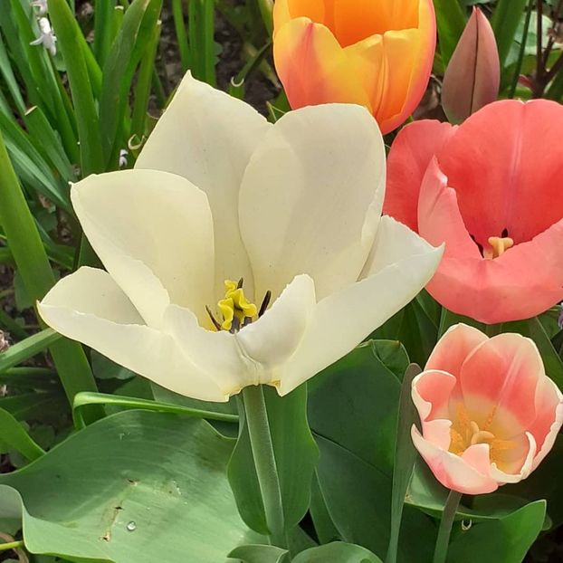  - 002Flori de primăvară 2021