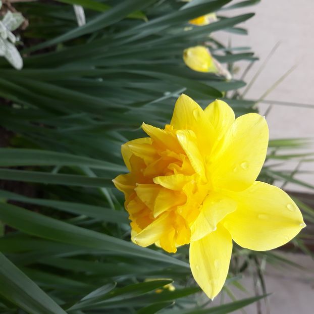  - Flori de grădină-2021