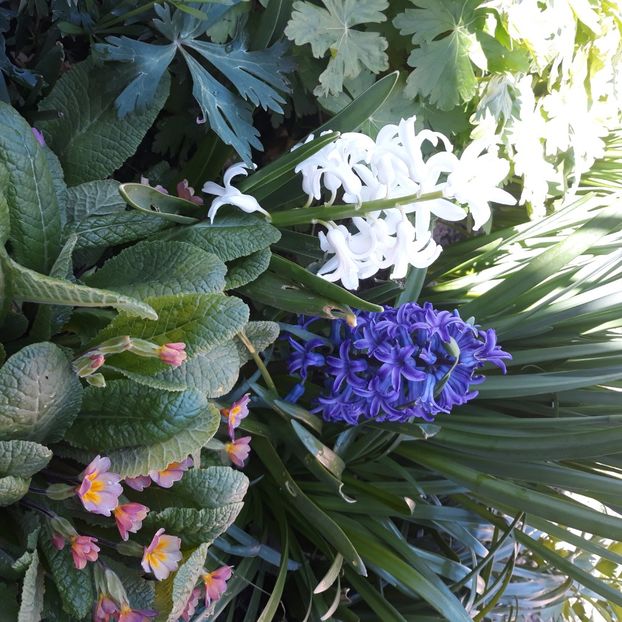  - Flori de grădină-2021