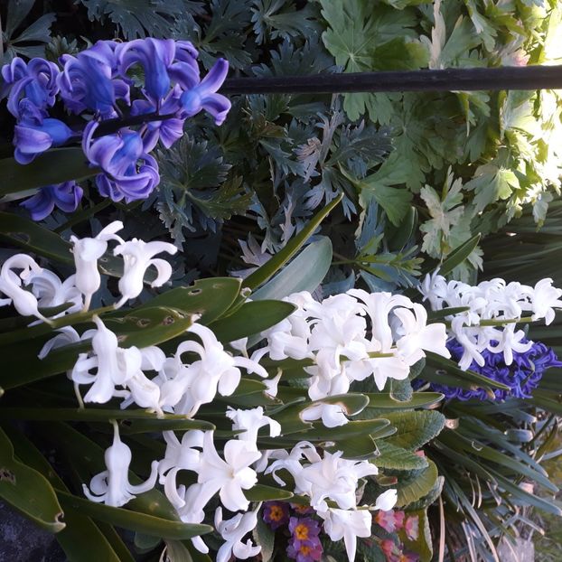  - Flori de grădină-2021