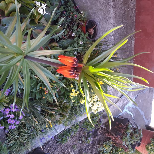  - Flori de grădină-2021