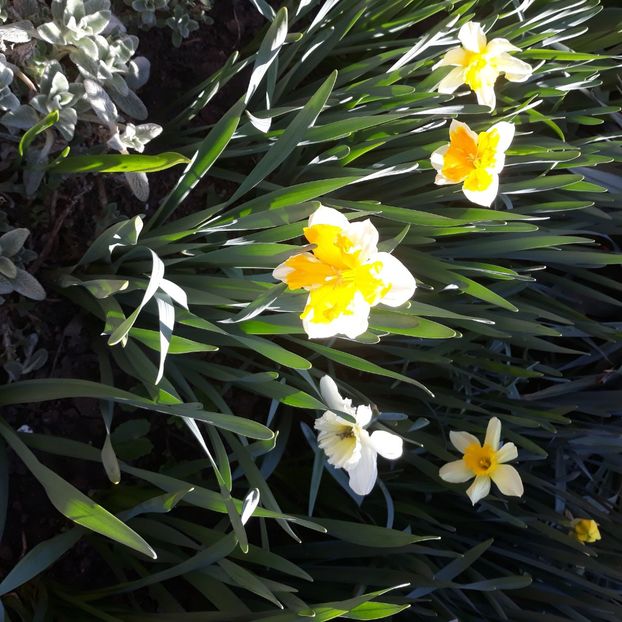  - Flori de grădină-2021