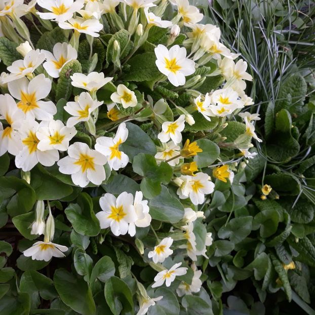  - Flori de grădină-2021