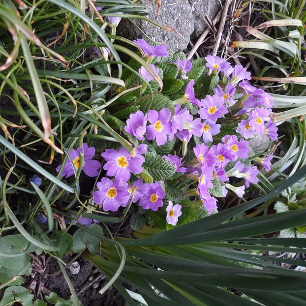  - Flori de grădină-2021