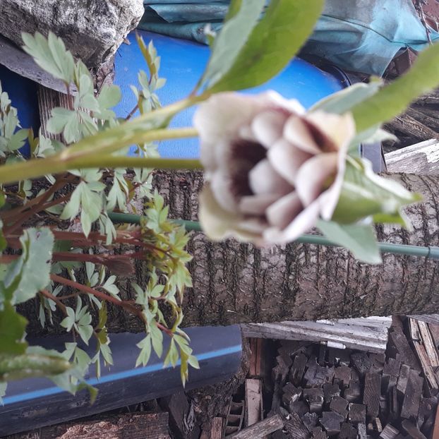  - Flori de grădină-2021