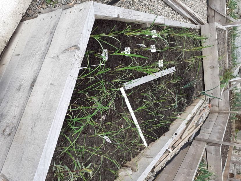 Hibrizii mei de hemerocallis - Gradina 2021